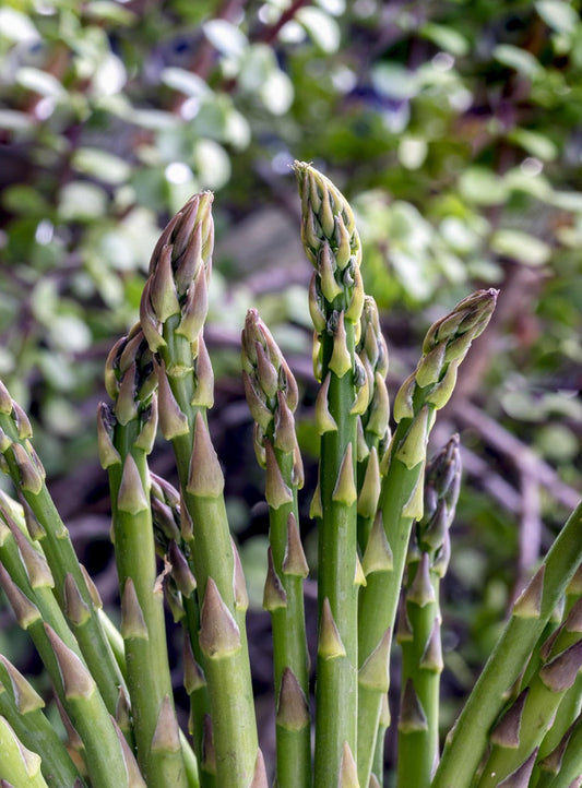 Asparagus - Mary Washington