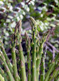 Asparagus - Mary Washington