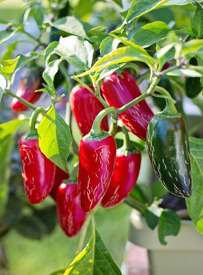 Pepper - TAM Jalapeno
