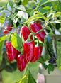 Pepper - TAM Jalapeno