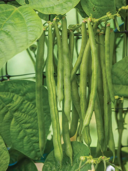 Beans - Kentucky Pole