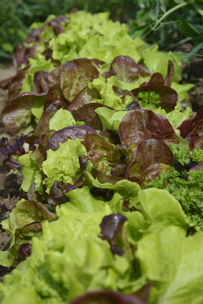Lettuce - Gourmet Mix