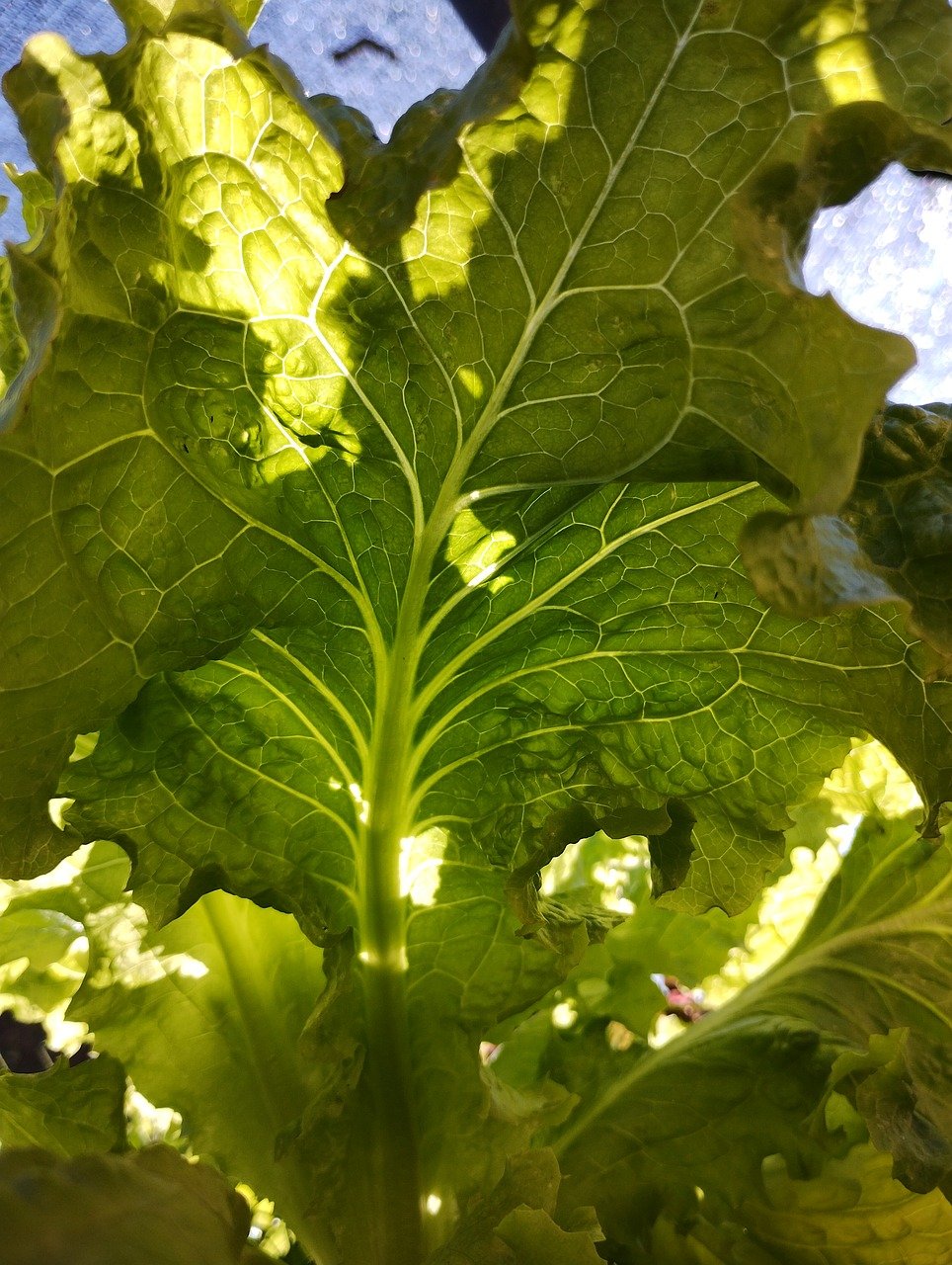 Lettuce - Oakleaf