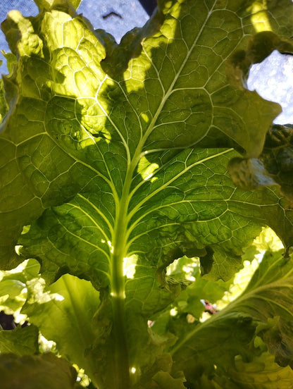 Lettuce - Oakleaf