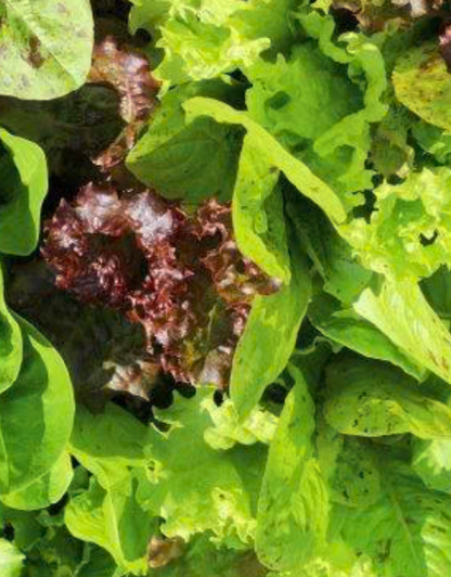 Lettuce - Gourmet Mix