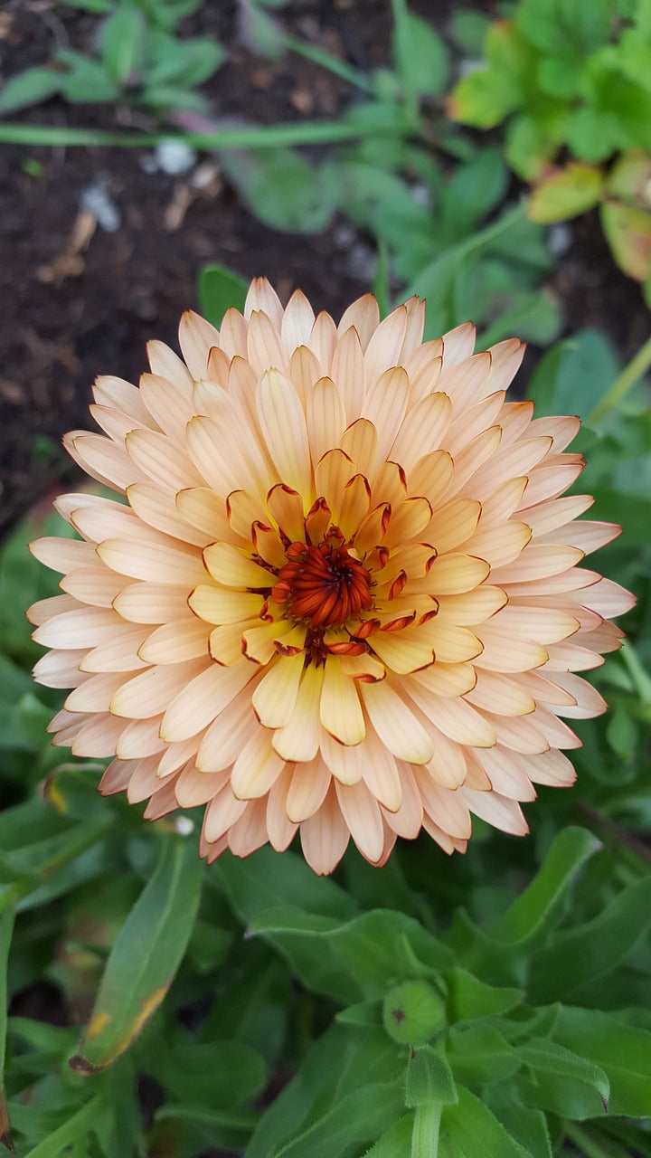 Flower - Calendula Mix