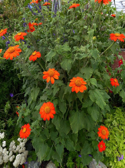 Flower - Tithonia - Mexican Sunflower