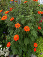 Flower - Tithonia - Mexican Sunflower