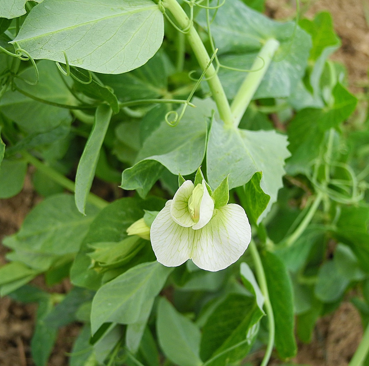 Pea, Taiwan Sugar