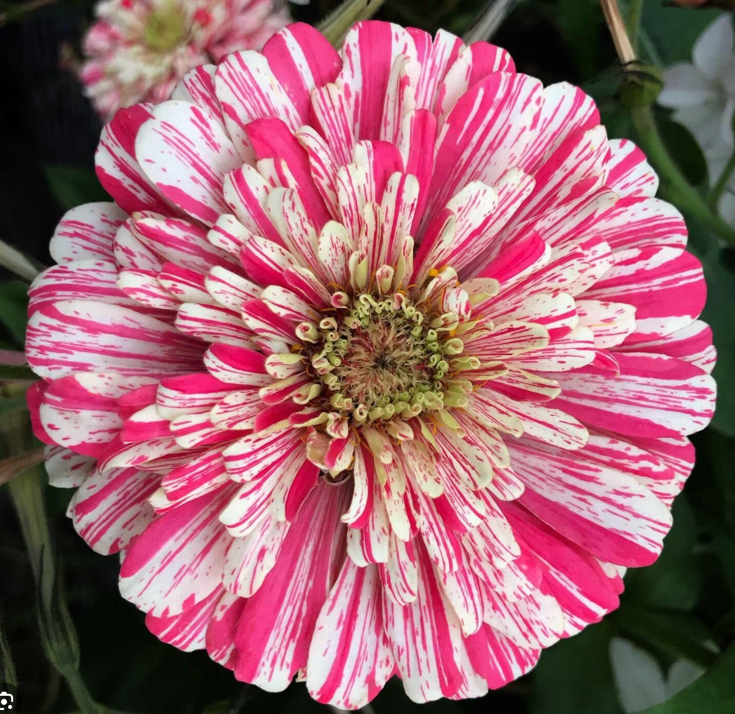 Flower - Zinnia, Peppermint Stick