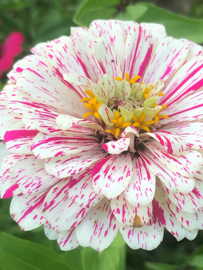 Flower - Zinnia, Peppermint Stick