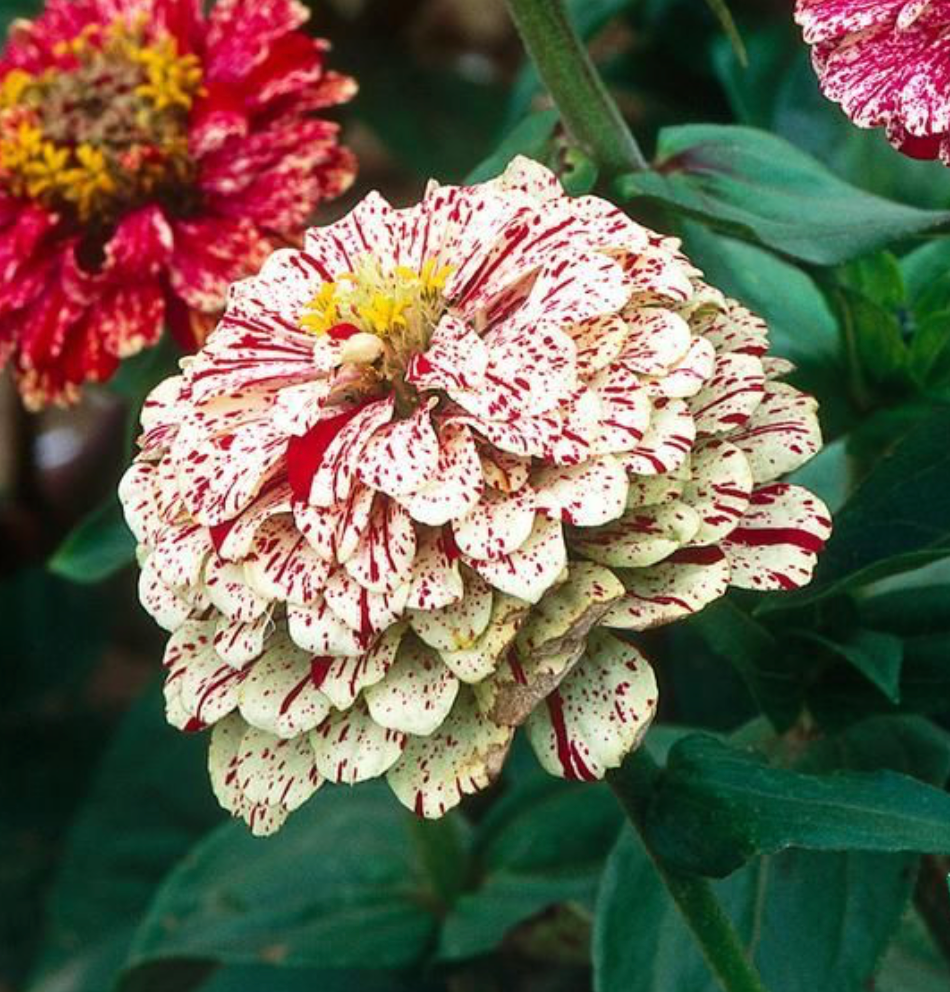 Flower - Zinnia, Peppermint Stick