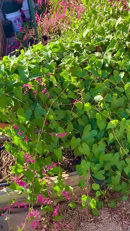 Flower - Coral Vine