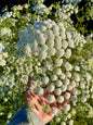 Flower - Bishop's Flower, Ammi majus