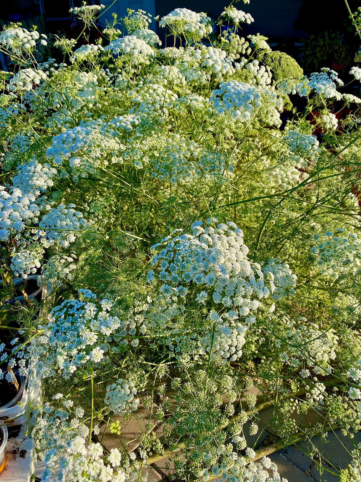 Flower - Bishop's Flower, Ammi majus