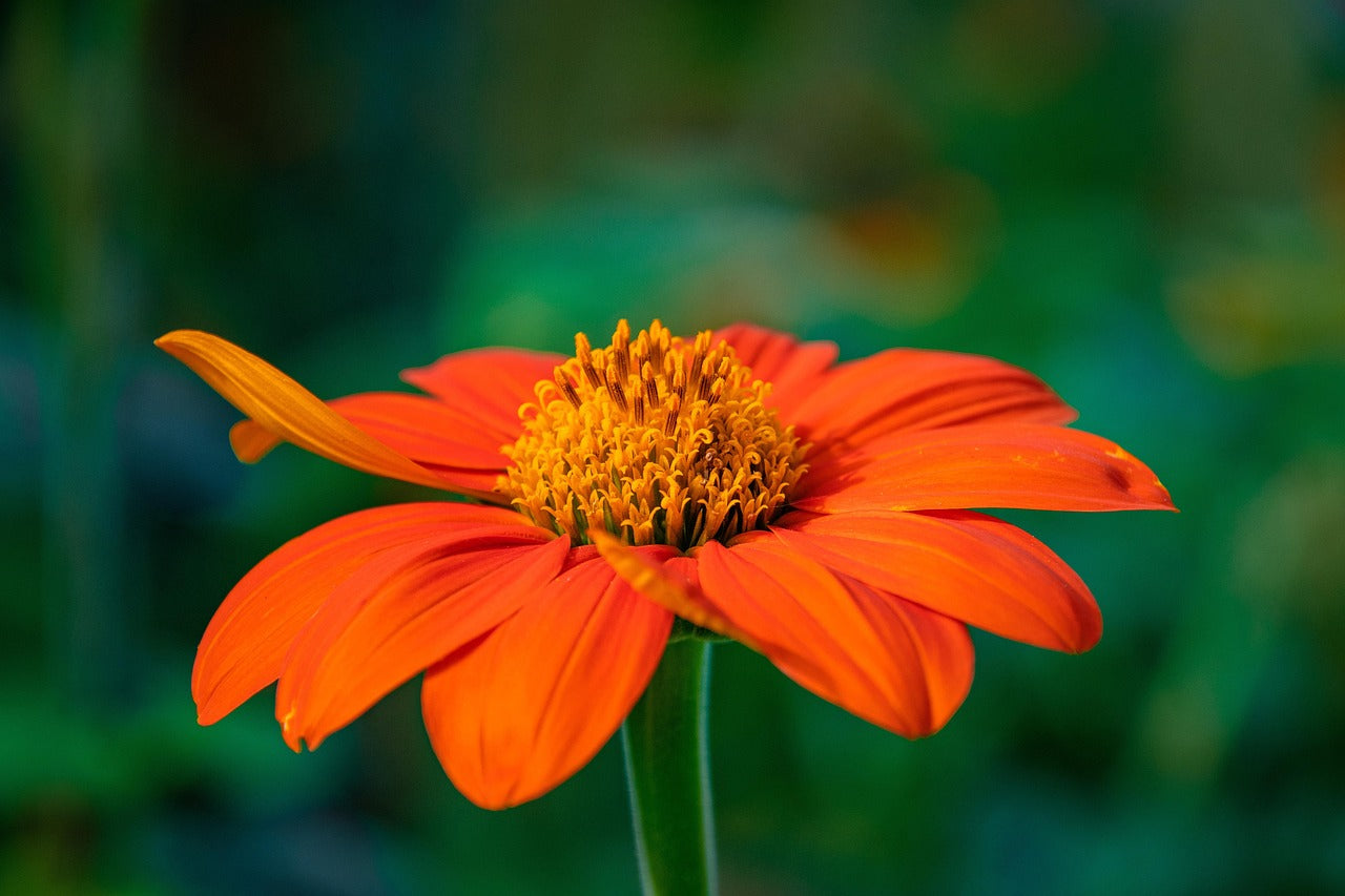 Flower - Tithonia - Mexican Sunflower