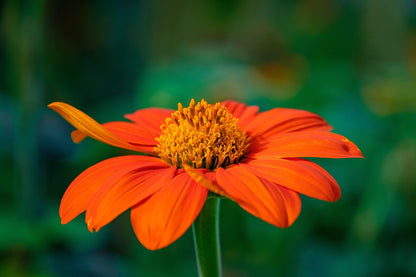 Flower - Tithonia - Mexican Sunflower