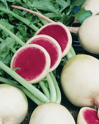 Radish - Red Meat