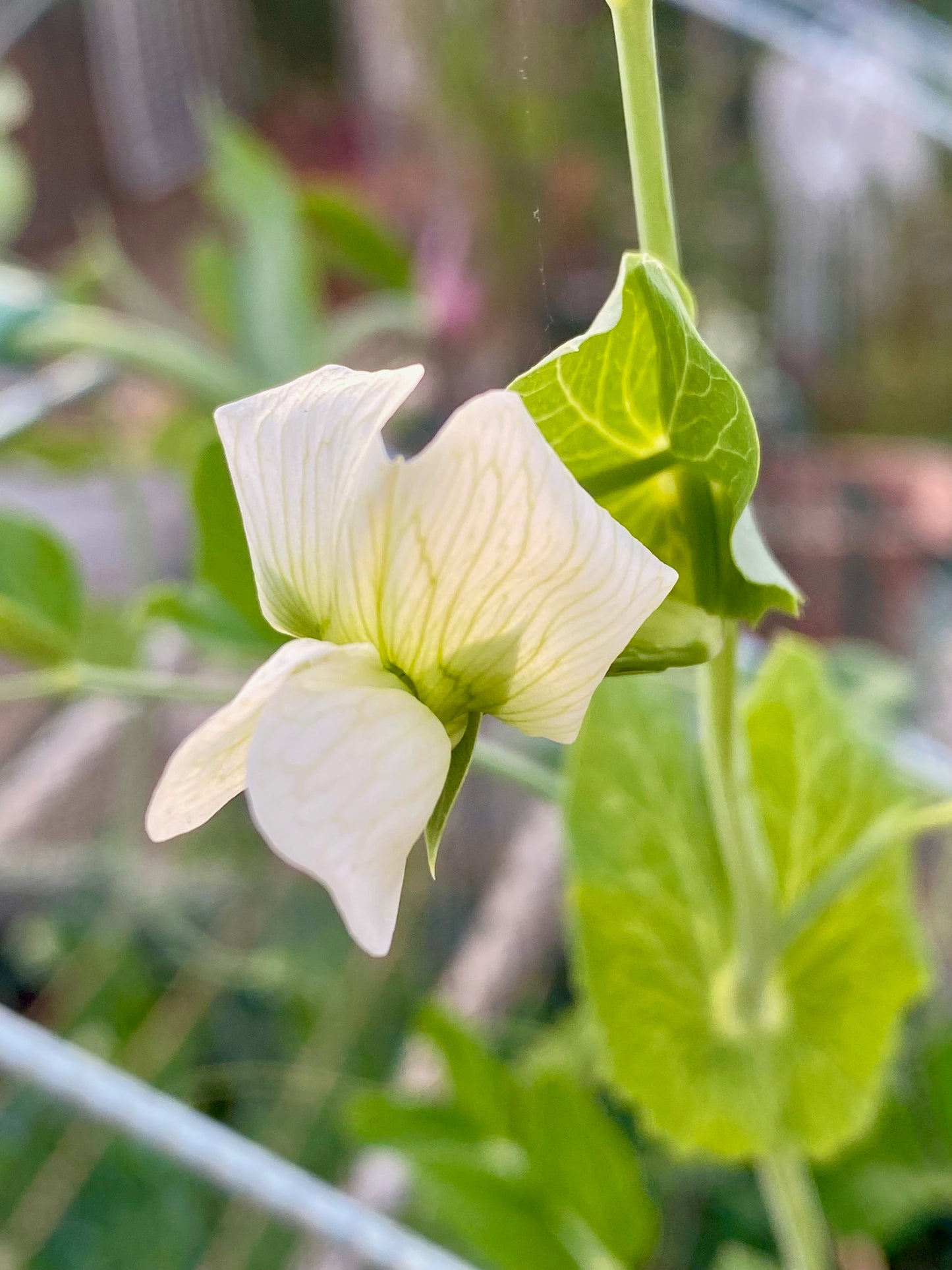 Pea, Taiwan Sugar