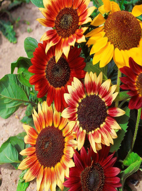 Flower - Sunflower Mix