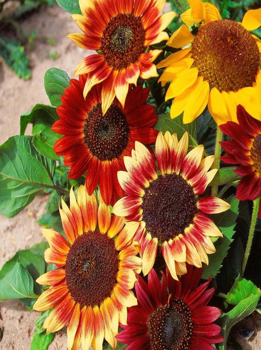 Flower - Sunflower Mix