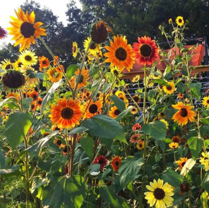 Flower - Sunflower Mix