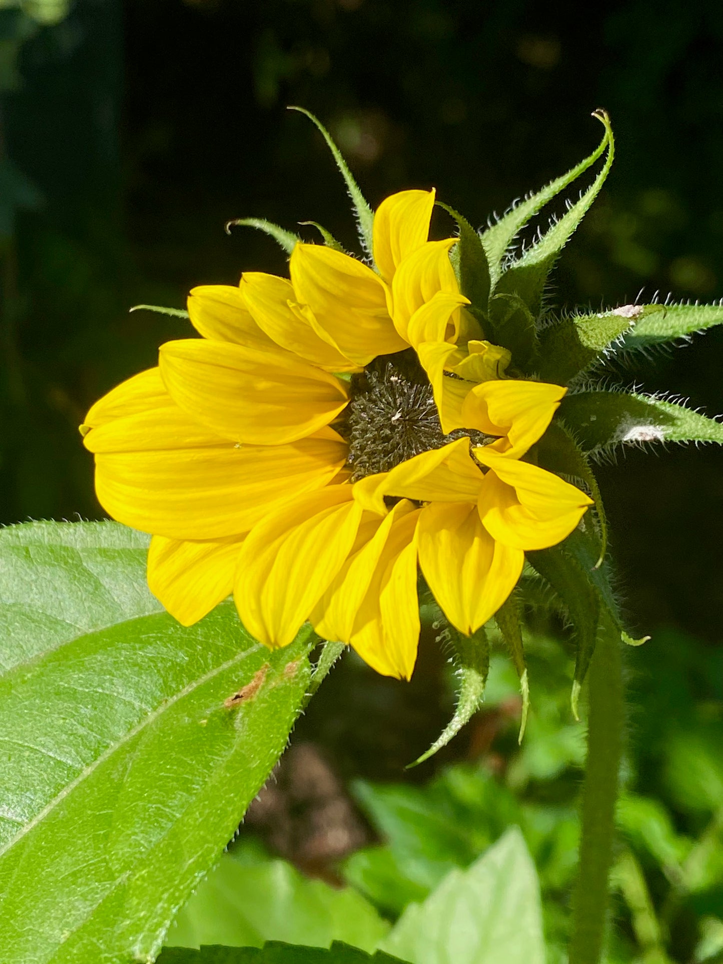 Flower - Sunflower Mix