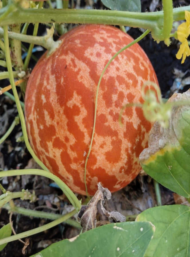 Melon - Tigger
