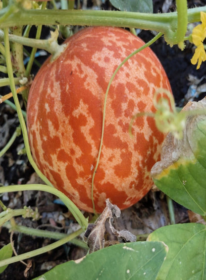 Melon - Tigger