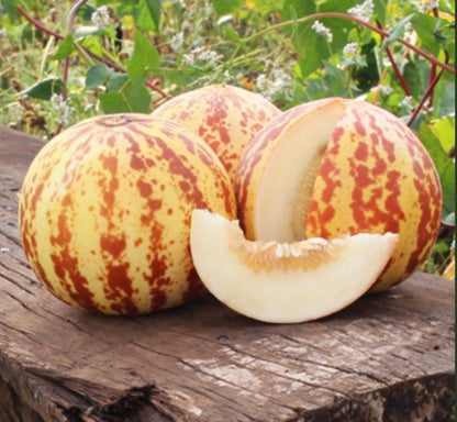 Melon - Tigger