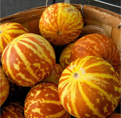 Melon - Tigger