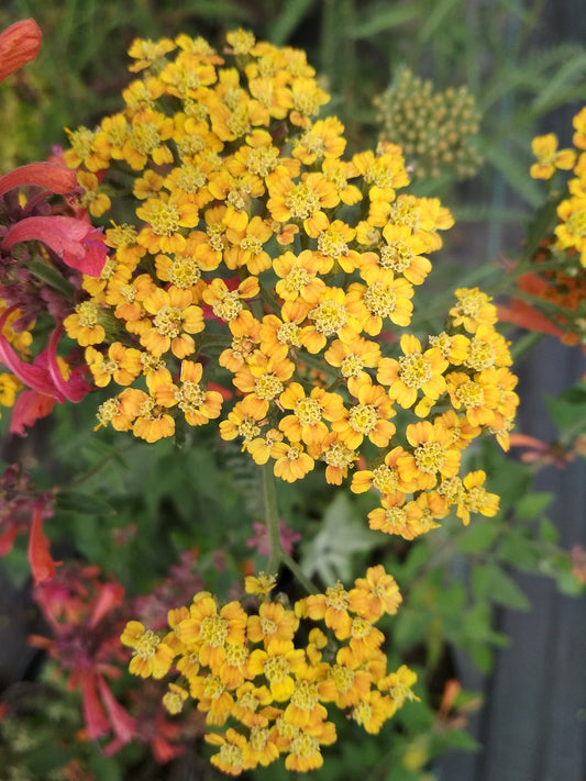 Herb - Yellow Yarrow