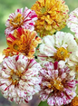 Flower - Zinnia, Peppermint Stick