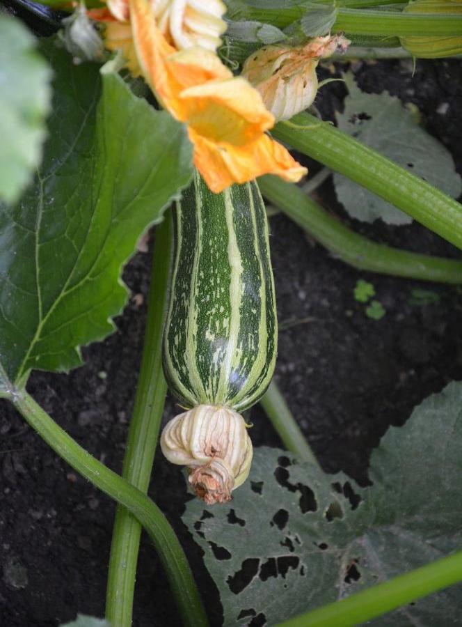 Squash - Cocozelle Zucchini