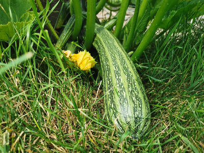 Squash - Cocozelle Zucchini