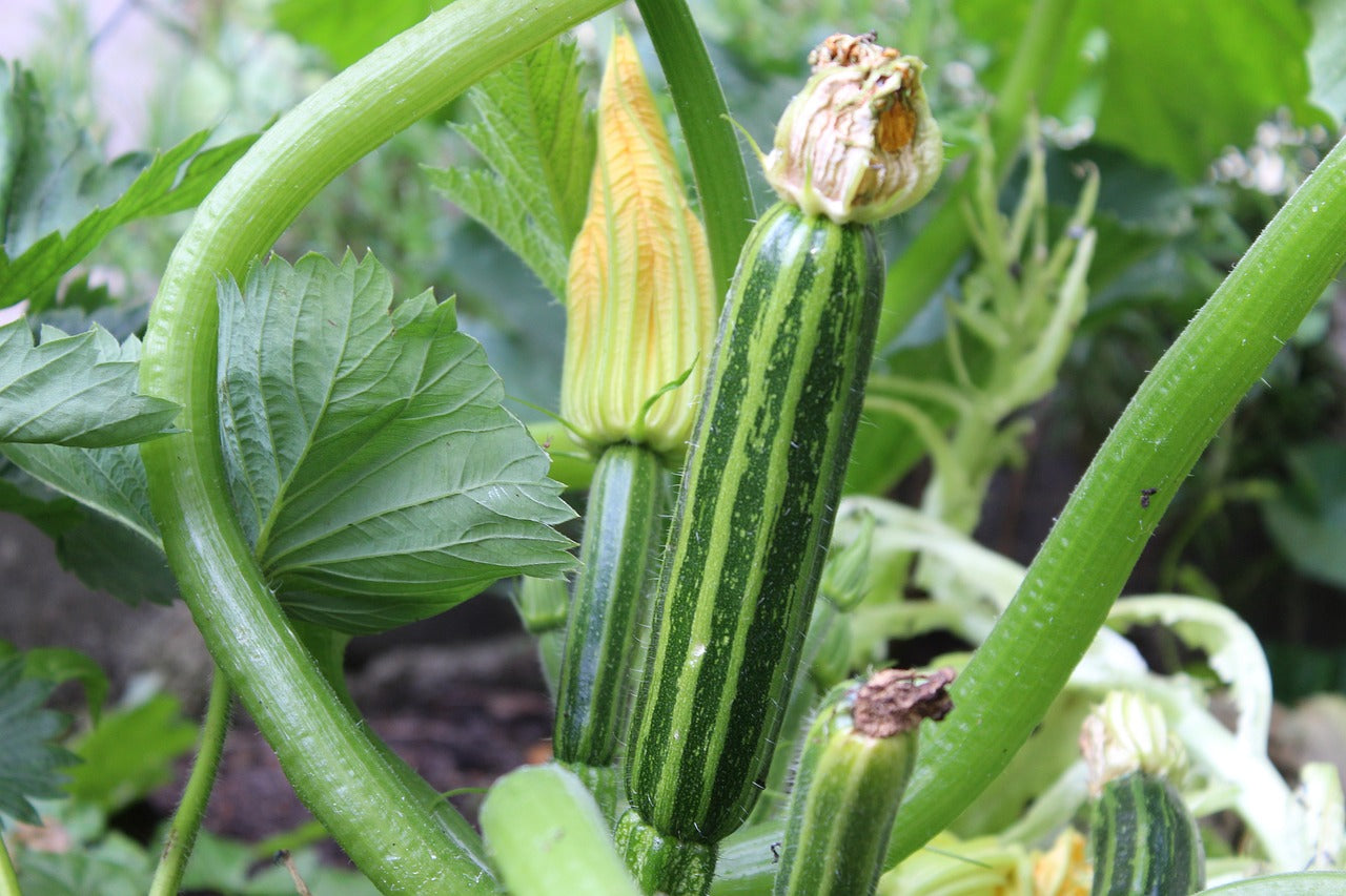 Squash - Cocozelle Zucchini