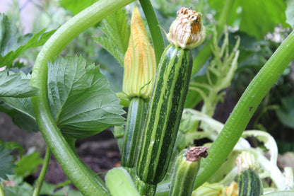 Squash - Cocozelle Zucchini